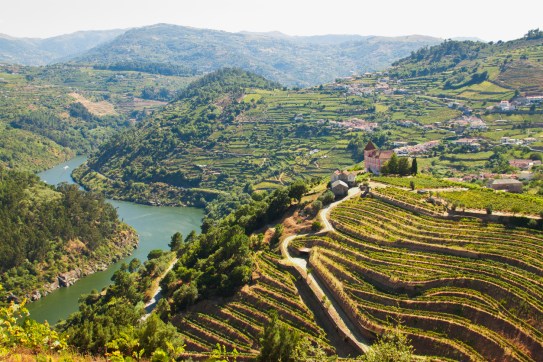vineyards ribeira do Douro