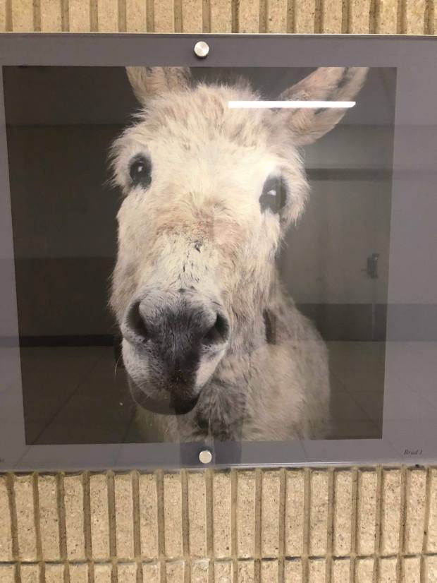 52605223_2055539741232691_2345248105793847296_n